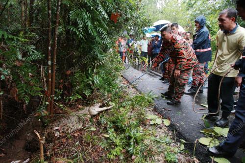 BUAYA
