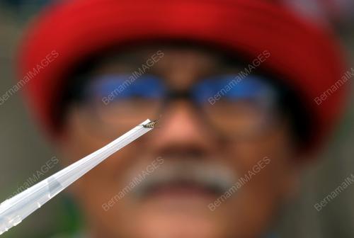 PROJEK PELEPASAN NYAMUK AEDES BERWOLBACHIA