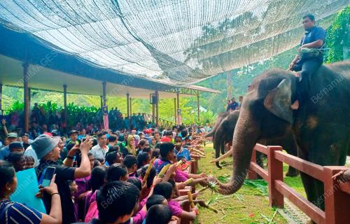 PH03_07092019_GAJAH