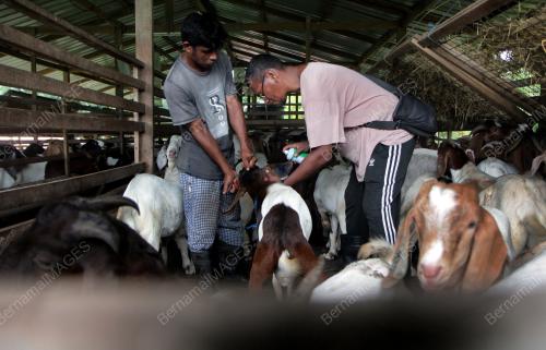 TINJAUAN KAMBING UNTUK DIKORBANKAN