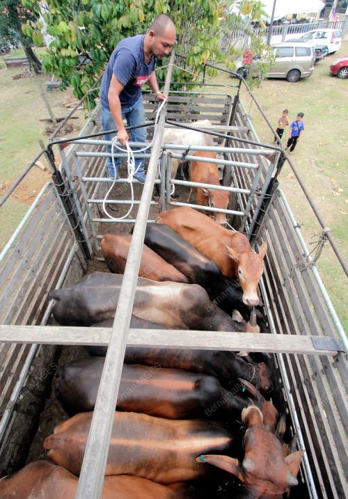 PH03_10082019_LEMBU