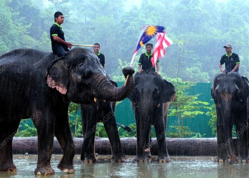 PUSAT GAJAH
