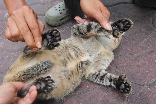 KUCING BERJARI ENAM