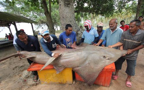 IKAN YU KEMAJAN