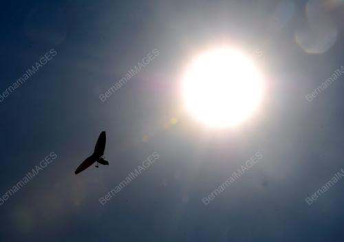 PH03_13042014_MICROLIGHT