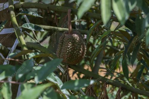LADANG DURIAN 404.68 HEKTAR
