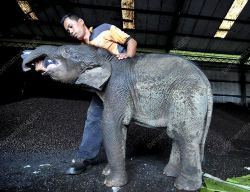 PH03_14072013_GAJAH