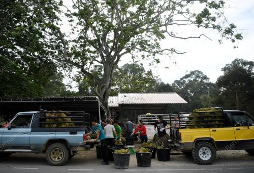 PH03_14072018_DURIAN