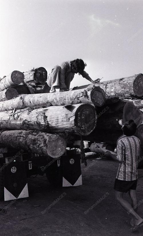 PEMERIKSAAN KAYU BALAK