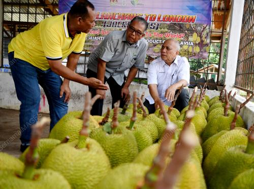 PH03_15072019_NANGKA