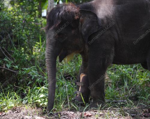 PH03_15102019_GAJAH_KUDUNG