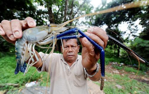 PH03_15122012_UDANG