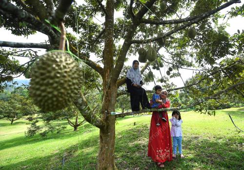 DURIAN MUSANG KING