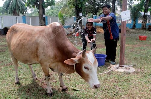 TINJAUAN LEMBU KORBAN