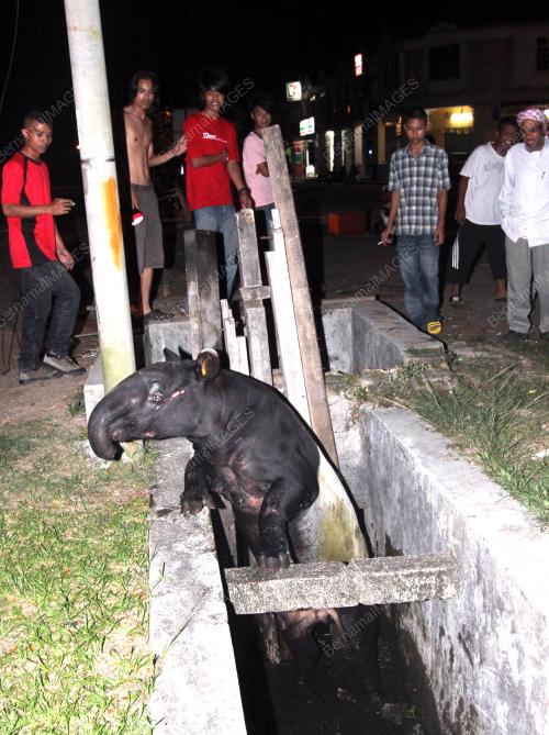 TAPIR TERPERANGKAP DALAM PARIT