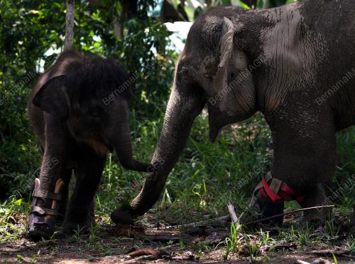PH03_17102019_GAJAH_KUDUNG
