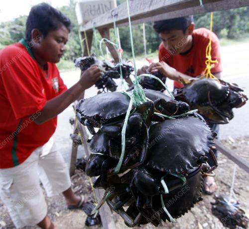 KETAM NIPAH
