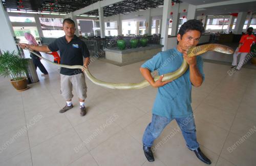 FAUZI SYARWANI SEMAN