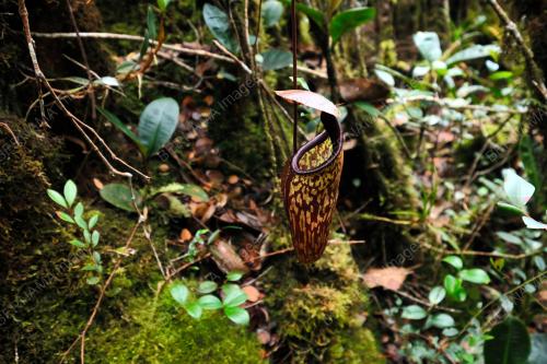 HUTAN MOSSY DI CAMERON HIGHLANDS