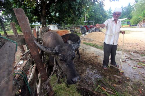 PH03_20082018_LEMBU