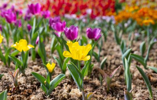 BUNGA TULIP