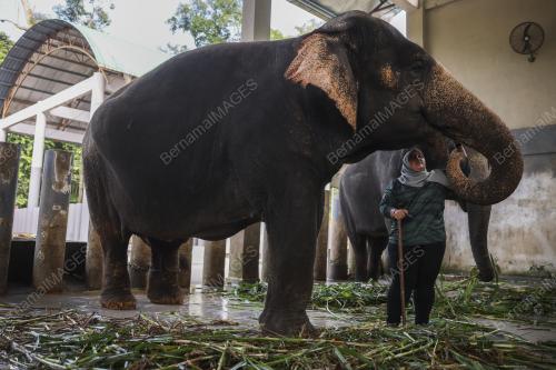 MAHUT (PENGEMBALA GAJAH) WANITA