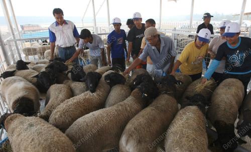 KAMBING DORPER