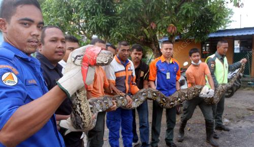 ULAR SAWA DITANGKAP