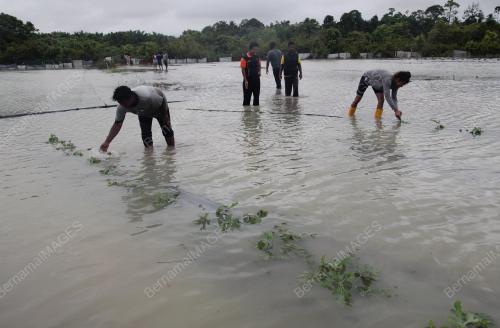 KEBUN TEMBIKAI DILANDA BANJIR