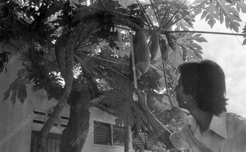 PH03_24062019_POKOK_BETIK