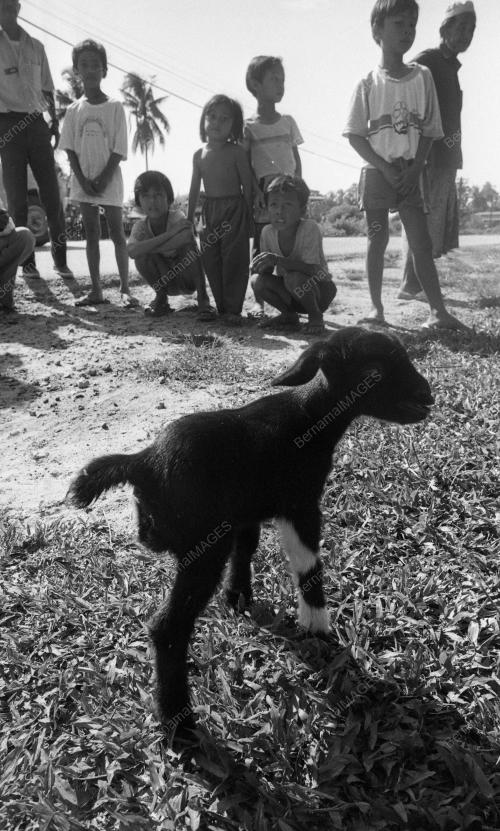 PH03_26012015_KAMBING