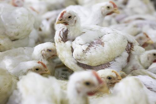 KOMPLEKS LADANG AYAM PEDAGING (SISTEM TERTUP) FELCRA