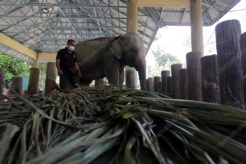 PUSAT KONSERVASI GAJAH KEBANGSAAN (PKGK) KUALA GANDAH