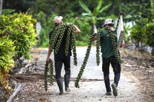 PEMUDA DONG WARISI PERNIAGAAN BUAH KABUNG