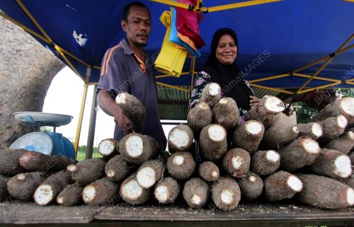 MENJUAL UBI KAYU