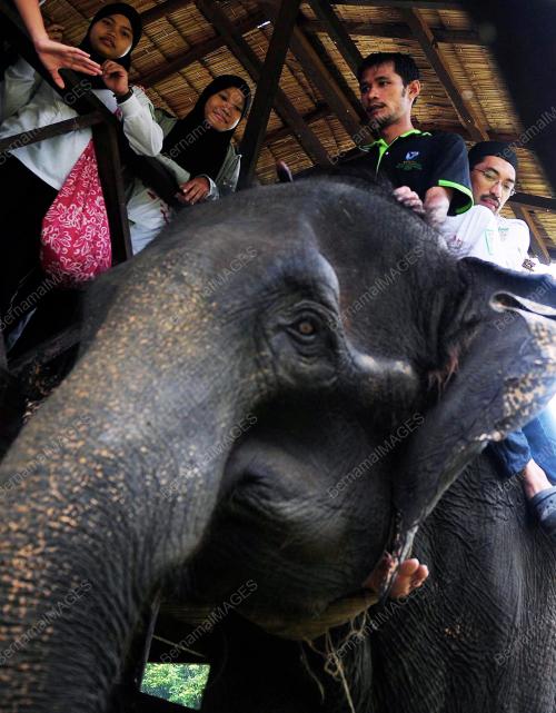 PH04_02012012_GAJAH