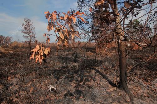 HUTAN TANAH GAMBUT TERBAKAR AKIBAT CUACA PANAS