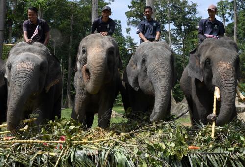 PH04_02092018_GAJAH_BN201809017120