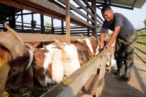 TINJAUAN DI KANDANG KAMBING MENJELANG AIDILADHA