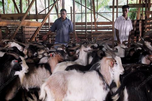 PH04_03102014_KAMBING
