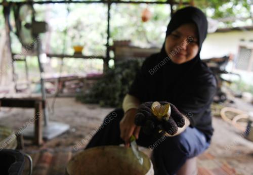 BUAH KABUNG LARIS BULAN PUASA