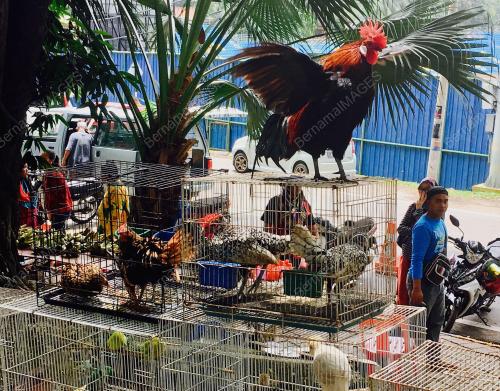PH04_05032017_PASAR