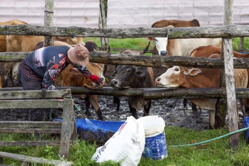 LEMBU KORBAN AIDILADHA
