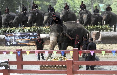 PH04_05092015_GAJAH