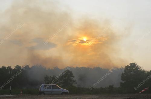 HUTAN TERBAKAR