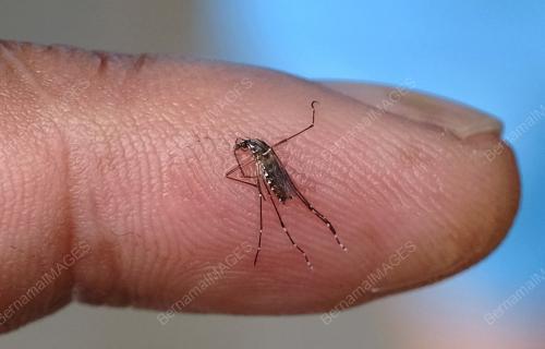 PROJEK PELEPASAN NYAMUK AEDES BERWOLBACHIA