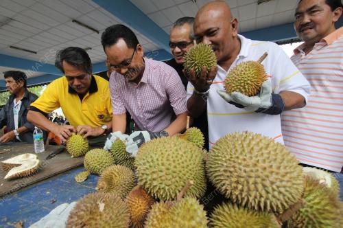PH04_08012012_DURIAN