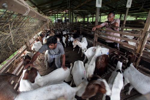 TINJAUAN KAMBING UNTUK DIKORBANKAN