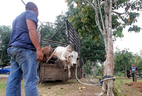 PH04_10082019_LEMBU
