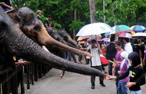 PUSAT GAJAH